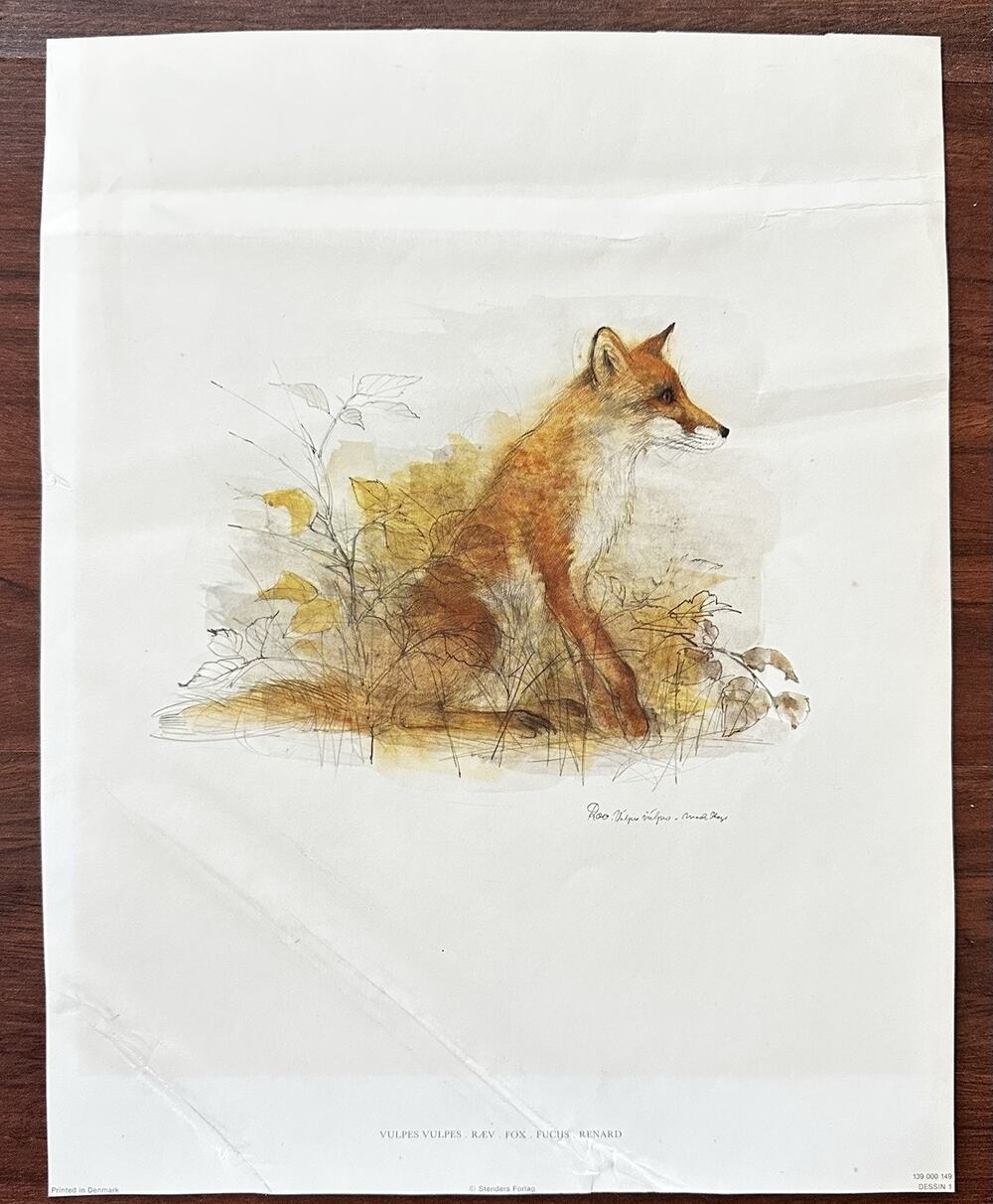 Vintage Stenders Forlag Vulpes Vulpes Red Fox Print Denmark Wildlife Poster